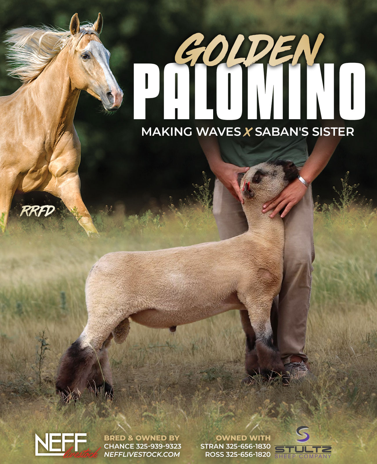 Golden Palomino